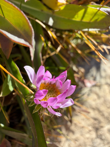 iNaturalist observation photo of Machaerantherinae