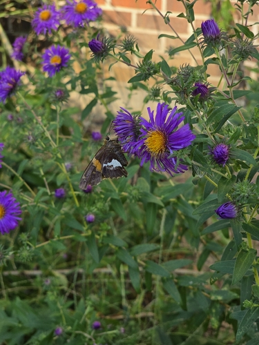 Silver-spotted Skipper