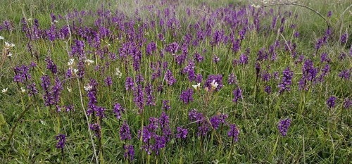 Anacamptis morio, photograph 1