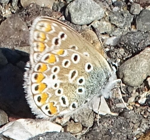 Common Blue photo 5