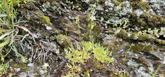 Saxifraga fragosoi, photograph (c) Barry Stewart, some rights reserved (CC BY)
