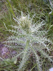 Cirsium echinus