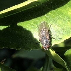 Oestroidea