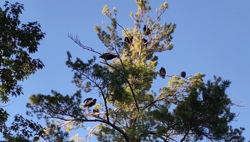 Turkey Vulture