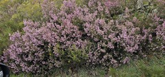 Erica australis