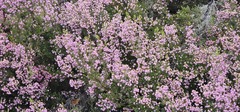 Erica australis, photograph (c) Barry Stewart, some rights reserved (CC BY)