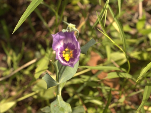 Eustoma exaltatum