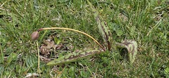 Erythronium dens-canis