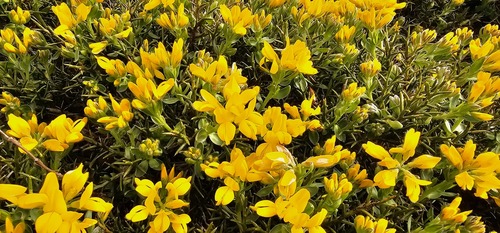 Genista hispanica, photograph 6