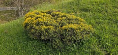 Genista hispanica, photograph (c) Barry Stewart, some rights reserved (CC BY)