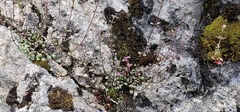 Chaenorhinum origanifolium, photograph (c) Barry Stewart, some rights reserved (CC BY)