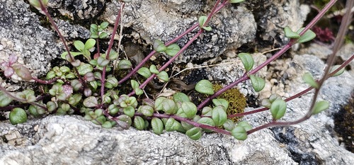 Chaenorhinum origanifolium, photograph 1