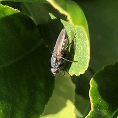 Oestroidea