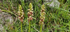 Orchis anthropophora, photograph (c) Barry Stewart, some rights reserved (CC BY)