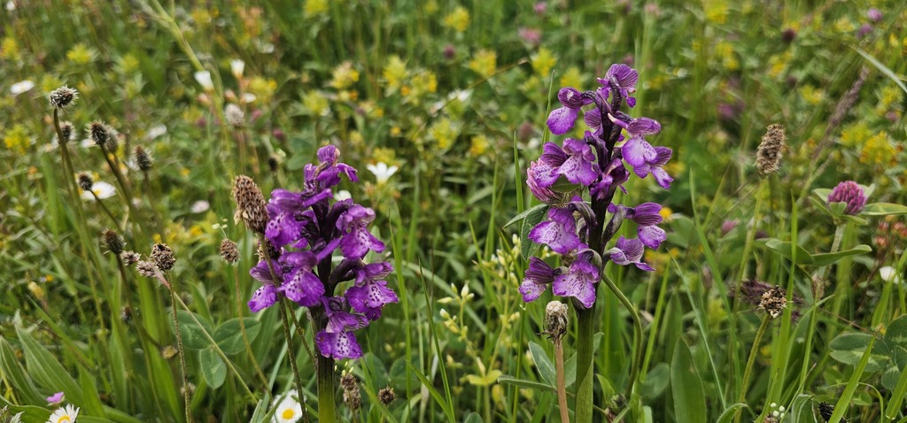 Anacamptis morio; photograph (c) Barry Stewart, some rights reserved (CC BY)