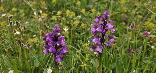 Anacamptis morio