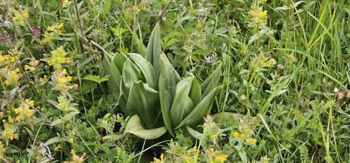Himantoglossum hircinum