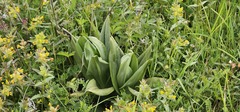 Himantoglossum hircinum