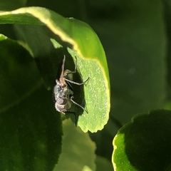 Oestroidea