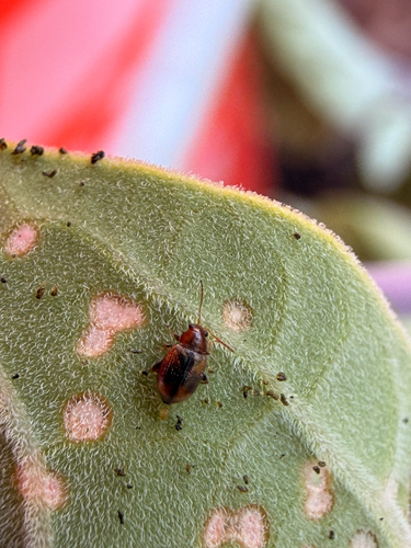 Tobacco Flea Beetle