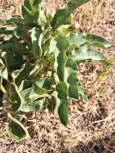 Zizotes milkweed