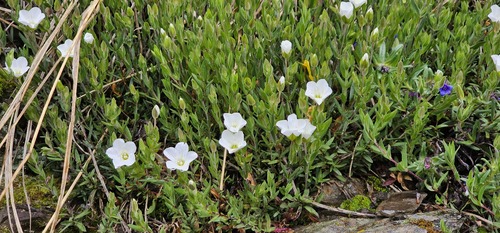 Arenaria montana