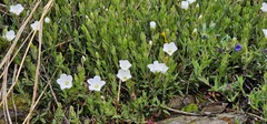 Arenaria montana