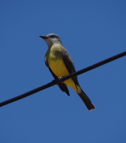 Tropical Kingbird