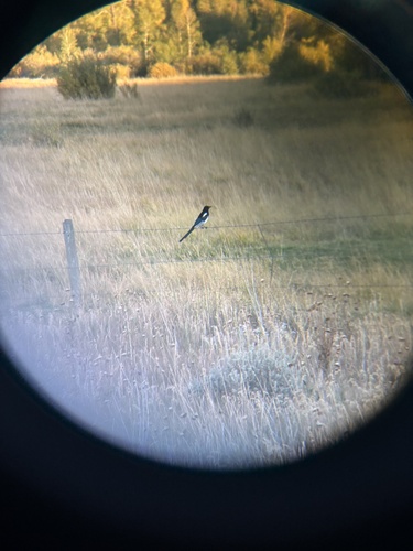 Black-billed Magpie