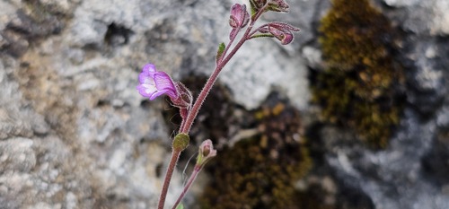 Chaenorhinum origanifolium