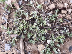 Gamochaeta stagnalis