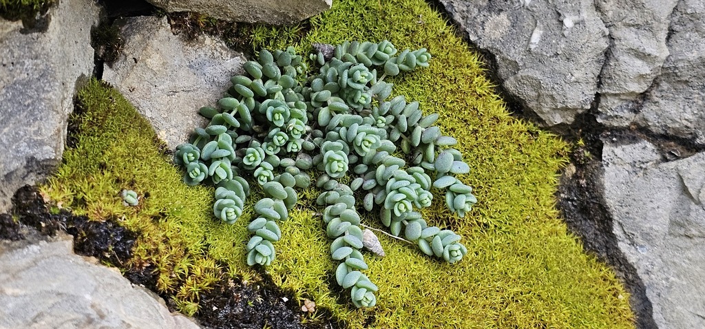 Sedum dasyphyllum; photograph (c) Barry Stewart, some rights reserved (CC BY)
