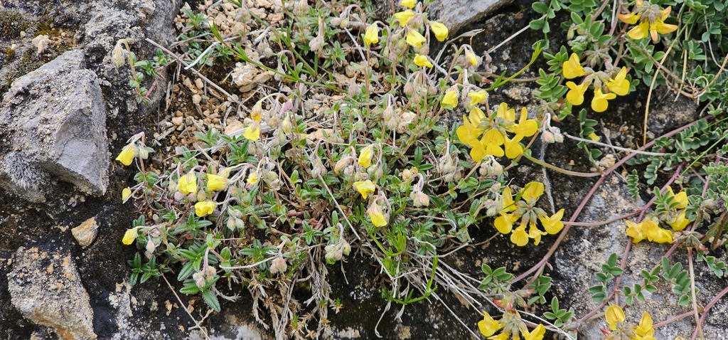 Helianthemum canum; photograph (c) Barry Stewart, some rights reserved (CC BY)