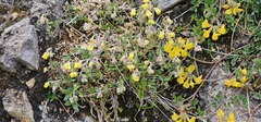 Helianthemum canum