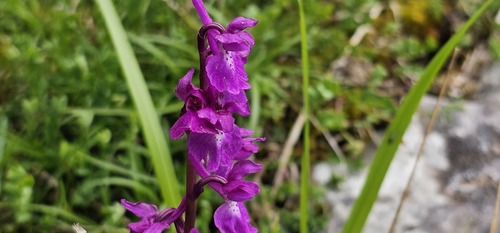 Orchis mascula, photograph 1