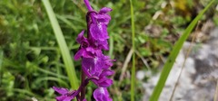 (c) Barry Stewart, some rights reserved (CC BY) Orchis mascula, photograph (c) Barry Stewart, some rights reserved (CC BY)
