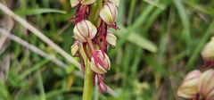 Orchis anthropophora, photograph (c) Barry Stewart, some rights reserved (CC BY)