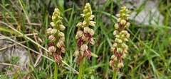Orchis anthropophora