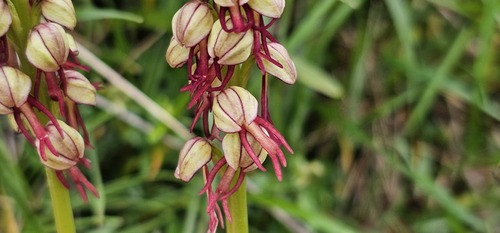 Orchis anthropophora, photograph 2