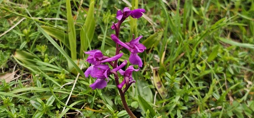 Orchis mascula