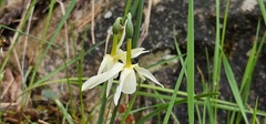 Narcissus triandrus