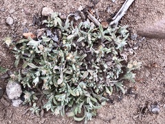 Gamochaeta stagnalis