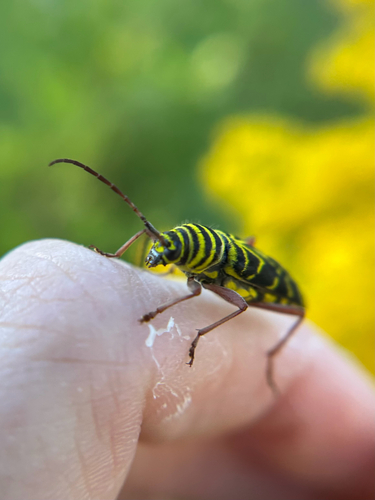 Locust Borer