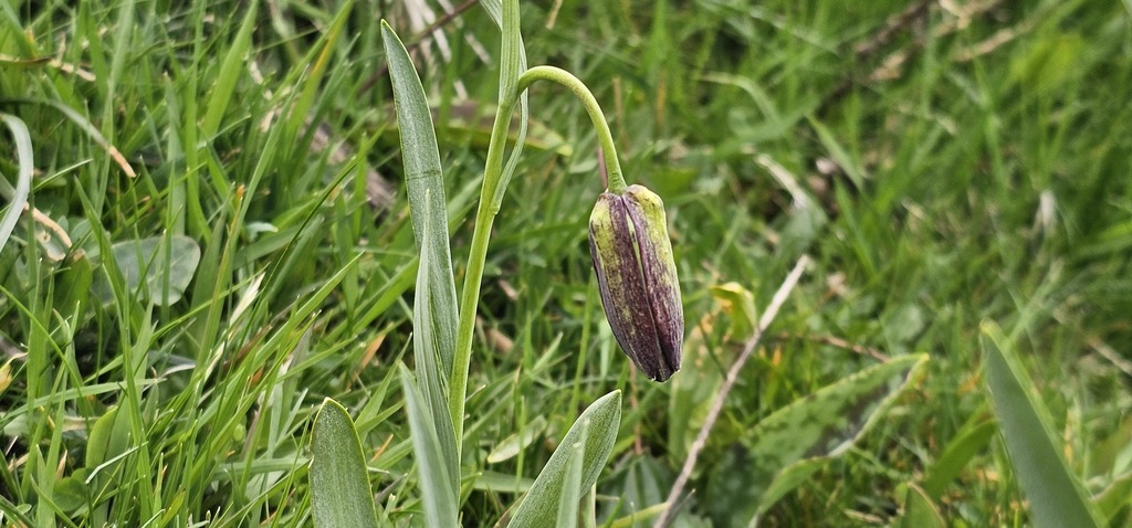Fritillaria pyrenaica; photograph (c) Barry Stewart, some rights reserved (CC BY)