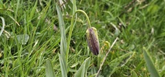 Fritillaria pyrenaica