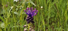 Muscari comosum