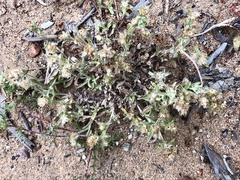 Gamochaeta stagnalis