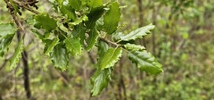 (c) Barry Stewart, some rights reserved (CC BY) Quercus faginea, photograph (c) Barry Stewart, some rights reserved (CC BY)