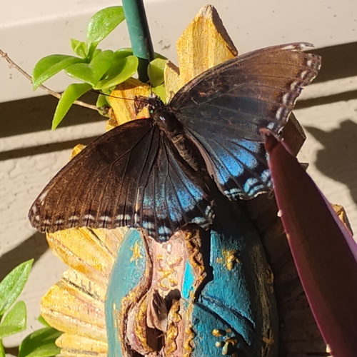 Red-spotted Admiral
