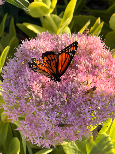 Viceroy